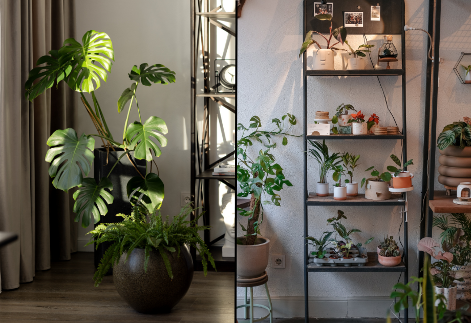 split image of a large houseplant and a shelf of small houseplants